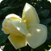  Weiße Rose