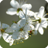 Kirschblüten (3)
