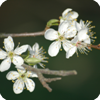 Kirschblüten (4)