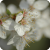 Kirschblüten (5)